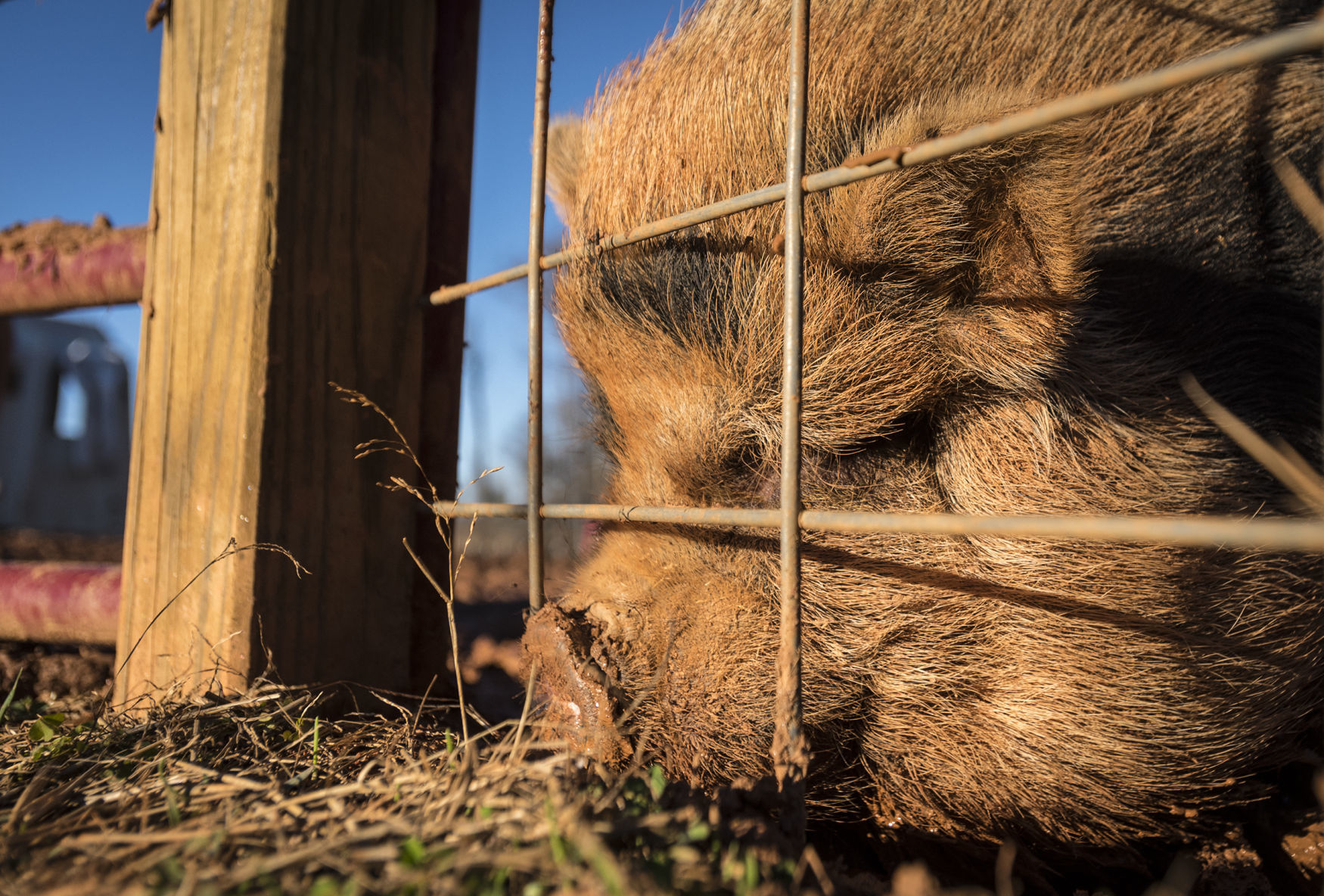 Pigs